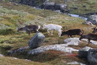 Albino reindeer